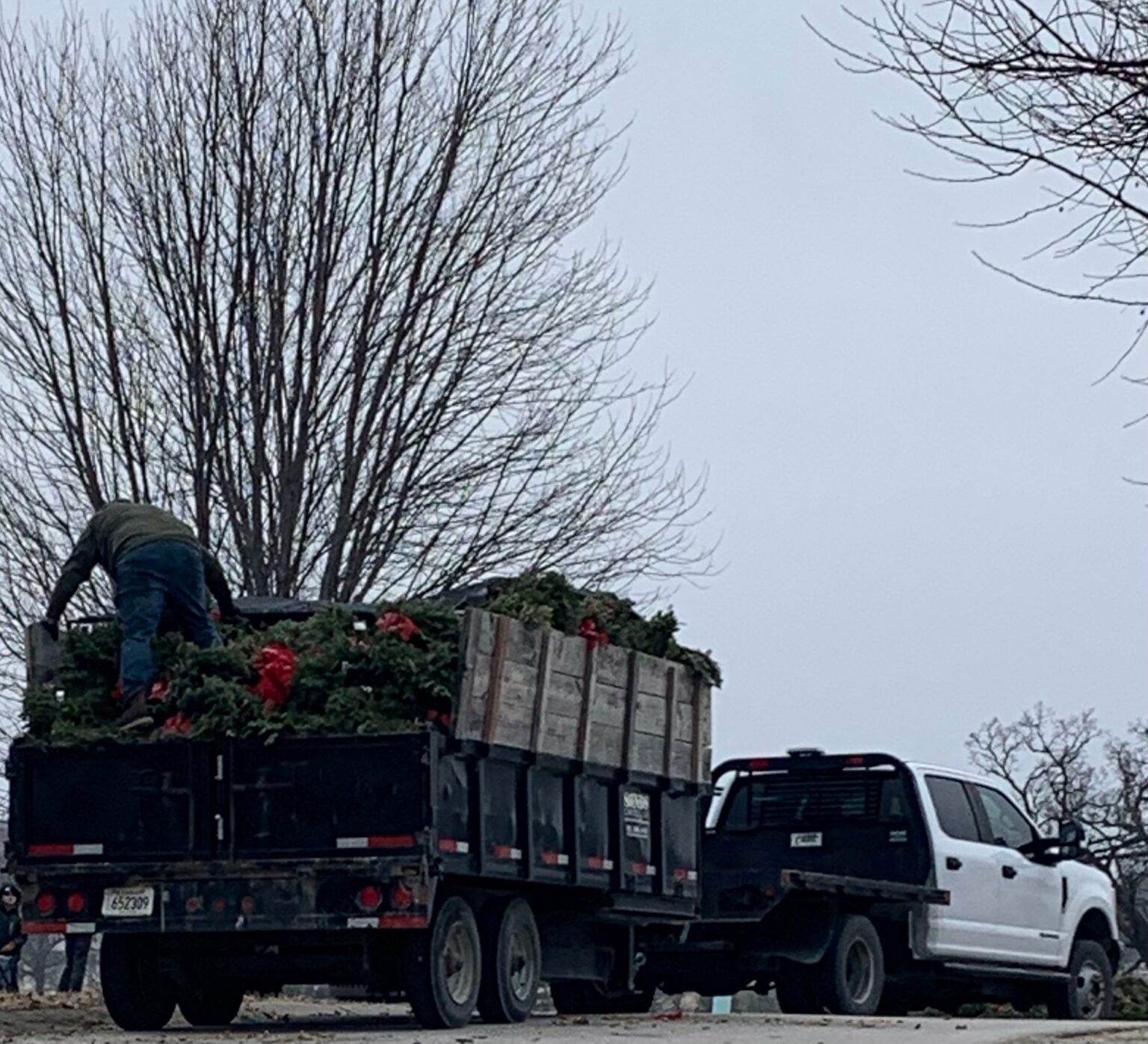 Wright Tree Service cleanup